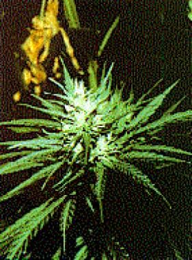 Flowering top of cannabis plant. 
