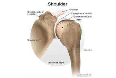 Normal shoulder. 