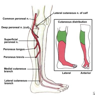 Common and superficial peroneal nerves, branches, 
