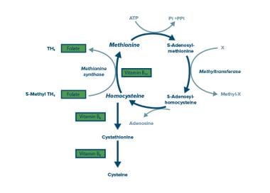 Homocysteine Metabolism Cycle