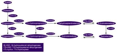 Androgen secretion pathway in adrenal glands and o