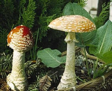 Amanita muscaria.
				