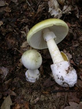 Amanita phalloides.
				