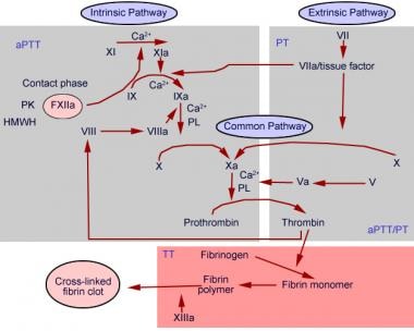 Prothrombin time chart. 