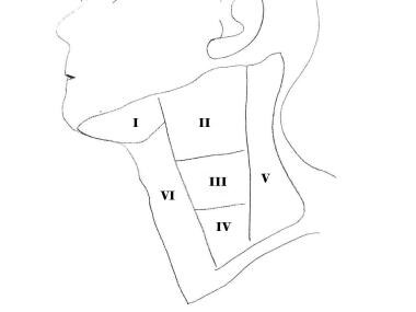 Lateral cervical lymph nodes I-VI. Level VII nodes
