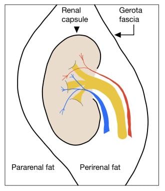 Illustration shows the spaces around the kidney an