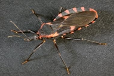 Kissing bug (Triatoma sanguisuga) can be a vector 
