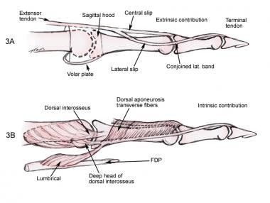 Both the intrinsic muscle and the extensor digitor