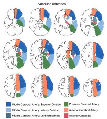 Vascular territories of the brain. 