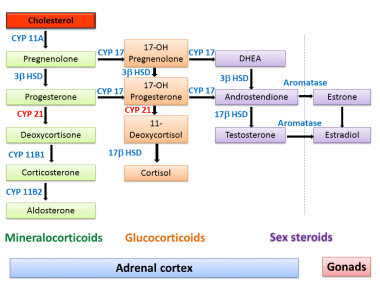 Steroidogenesis adrenal gland