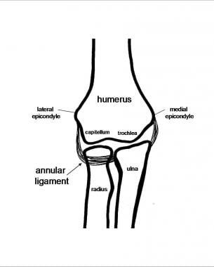 Elbow anatomy with annular ligament. 