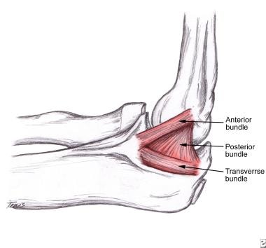 Schematic diagram of medial collateral ligament of
