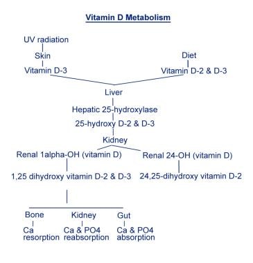 Vitamin D metabolism. 