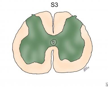 Topographic and Functional Anatomy of the Spinal Cord: Gross Anatomy