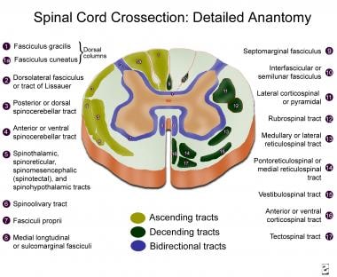 Spinal cord cross-section, detailed anatomy. 