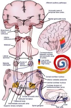 Auditory System Anatomy: Overview, Cochlear Nerve and Central Auditory