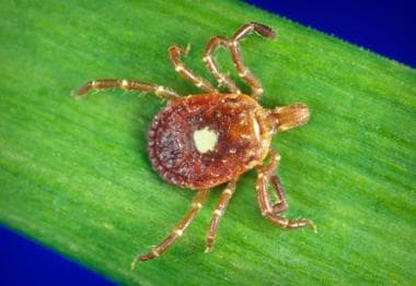 Female Lone Star tick, Amblyomma americanum, found