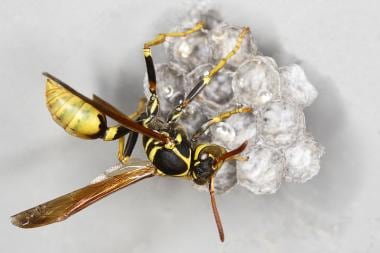 Western paper wasp (Mischocyttarus flavitarsis) bu