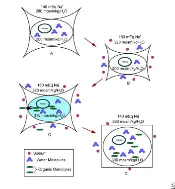 Figure A: Normal cell. Figure B: Cell initially re