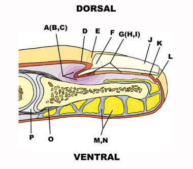 Depicted are the nail fold (A), dorsal roof (B), v