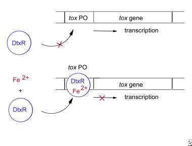 The corynebacterial tox gene is regulated by the c