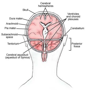 What is the function of the cerebral aqueduct?