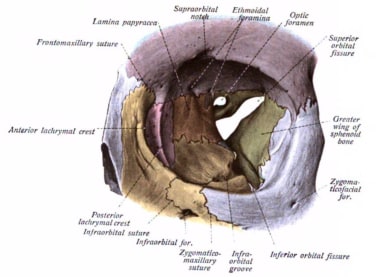 Orbital anatomy showing the bony anatomy and the r