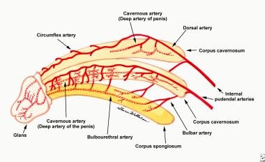 The arterial blood supply of the penis arises from