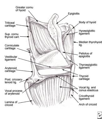 Sagittal view of the laryngeal cartilages and liga