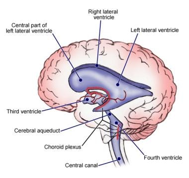 Ventricles of the Brain: Overview, Gross Anatomy ...