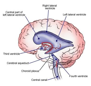 ventricular system of the brain