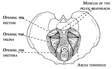 The pelvic diaphragm (ie, levator ani musculature)