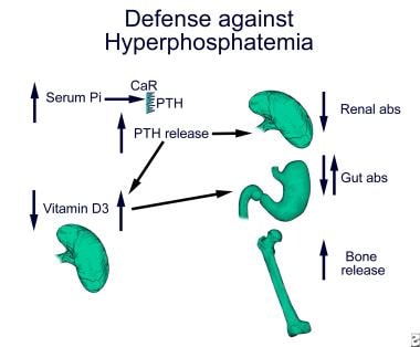 Hyperphosphatemia inhibits 1-alpha hydroxylase in 
