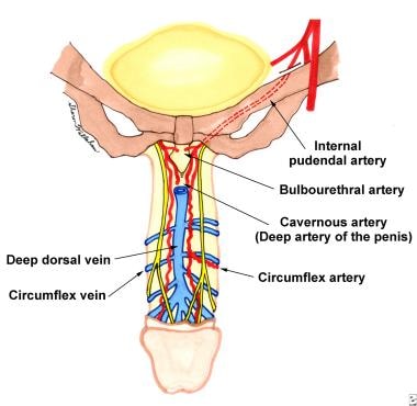 Dorsal view of the arterial and venous blood suppl