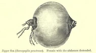 Illustration of Tunga penetrans (sand flea) in its