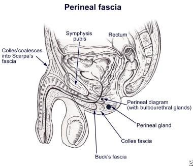 Fascial envelopment of the perineum (male). Note h