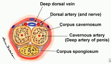 Cross-section through the body of the penis. 