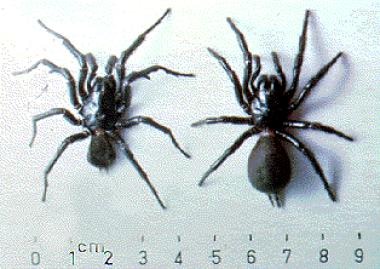 The Sydney funnel-web spider, Atrax robustus. Male