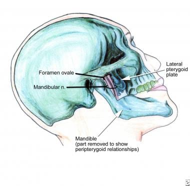 Pertinent anatomy with regard to the mandibular bl