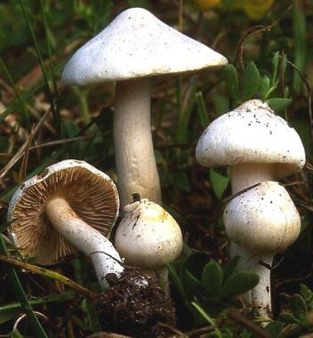   Mushroom -  11