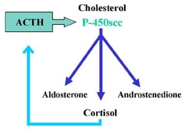 17-Hydroxylase Deficiency Syndrome. Normal adrenal