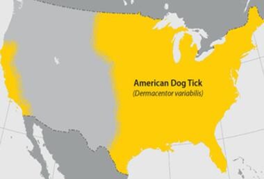 In the United States, the American dog tick (Derma