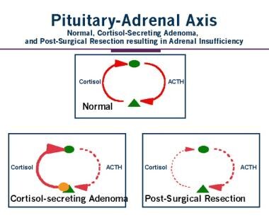 Pituitary-adrenal axis and cortisol-secreting adre