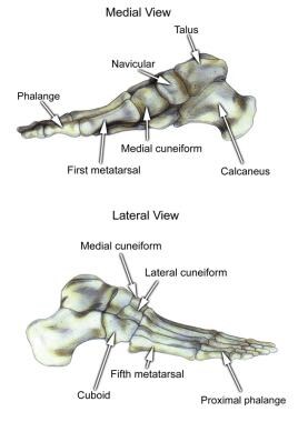 Select bones of the foot (medial and lateral views