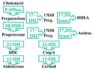 17-Hydroxylase Deficiency Syndrome. C-17α-hydroxyl