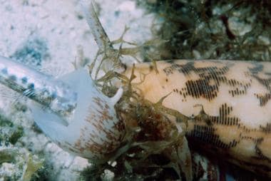 Cone snail ingesting a small fish. Cone snails inc