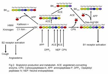 Bradykinin production and metabolism. 