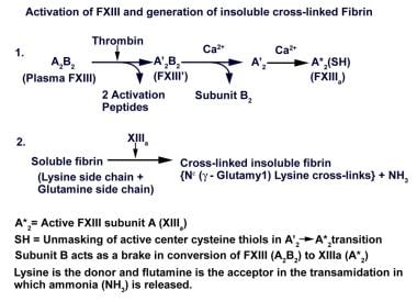 Activation of factor XIII and generation of insolu