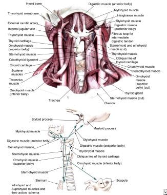 Infrahyoid and suprahyoid muscles. 