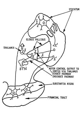 Pallidal outflow pathways from basal ganglia to th